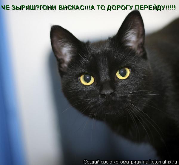 ЧЕ ЗЫРИШ?ГОНИ ВИСКАС!!!А ТО ДОРОГУ ПЕРЕЙДУ!!!!!... Котоматрица: ЧЕ ЗЫРИШ?ГОНИ ВИСКАС!!!А ТО ДОРОГУ ПЕРЕЙДУ!!!!!