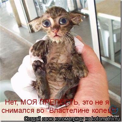 Нет, МОЯ ПРЕЛЕСТЬ, это не я снимался во "Властелине колец"!... Котоматрица: Нет, МОЯ ПРЕЛЕСТЬ, это не я снимался во "Властелине колец"!