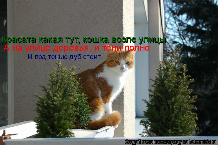 Красата какая тут, кошка возле улицы Красата какая тут, кошка возле улицы А на улице деревья, и тени ... Котоматрица: Красата какая тут, кошка возле улицы Красата какая тут, кошка возле улицы А на улице деревья, и тени полно И под тенью дуб стоит.