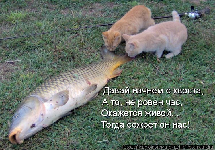 Давай начнем с хвоста, А то, не ровен час, Окажется живой... Тогда сожрет он нас!... Котоматрица: Давай начнем с хвоста, А то, не ровен час, Окажется живой... Тогда сожрет он нас!