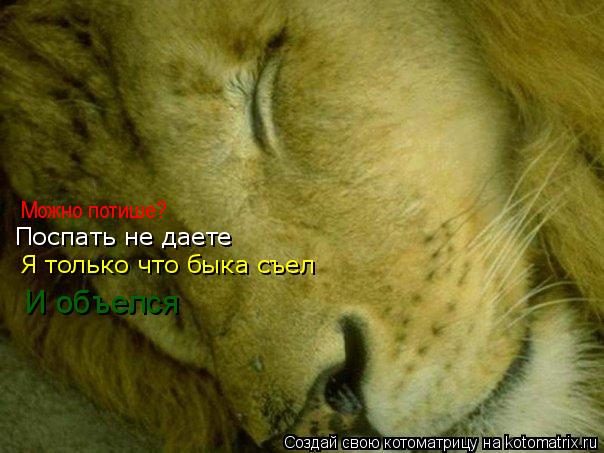 Можно потише? Поспать не даете И объелся Я только что быка съел... Котоматрица: Можно потише? Поспать не даете И объелся Я только что быка съел