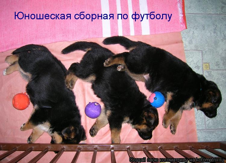 Юношеская сборная по футболу... Котоматрица: Юношеская сборная по футболу