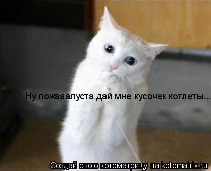 Ну пожааалуста дай мне кусочек котлеты...... Котоматрица: Ну пожааалуста дай мне кусочек котлеты...