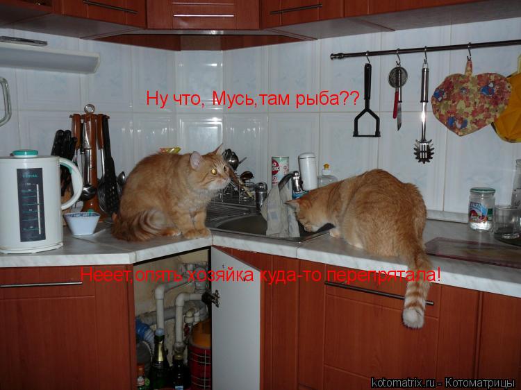 Ну что, Мусь,там рыба?? Нееет,опять хозяйка куда-то перепрятала!... Котоматрица: Ну что, Мусь,там рыба?? Нееет,опять хозяйка куда-то перепрятала!