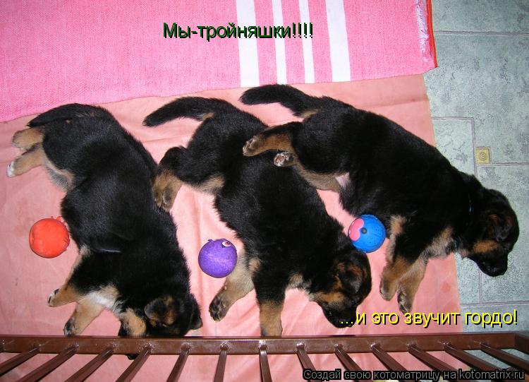 Мы-тройняшки!!!! ...и это звучит гордо!... Котоматрица: Мы-тройняшки!!!! ...и это звучит гордо!