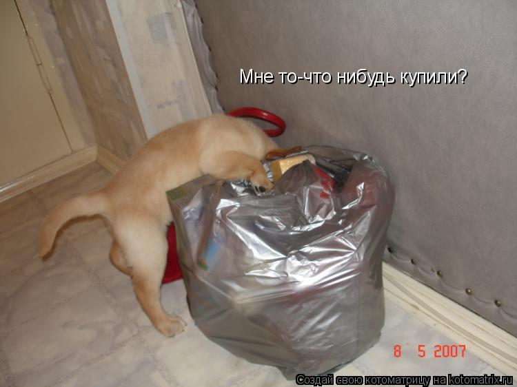 Мне то-что нибудь купили?... Котоматрица: Мне то-что нибудь купили?