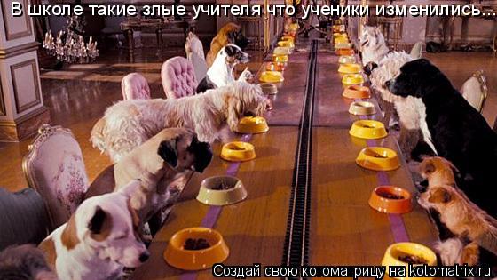 В школе такие злые учителя что ученики изменились...... Котоматрица: В школе такие злые учителя что ученики изменились...