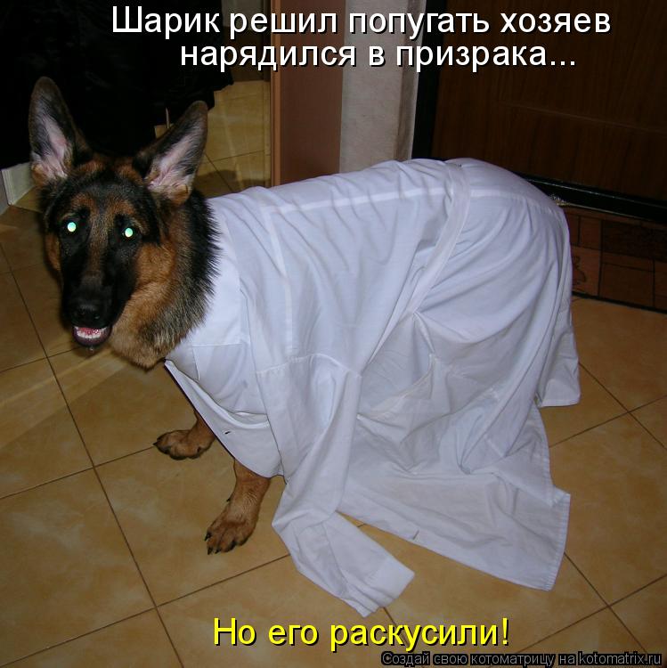 Шарик решил попугать хозяев нарядился в призрака... Но его раскусили!... Котоматрица: Шарик решил попугать хозяев нарядился в призрака... Но его раскусили!
