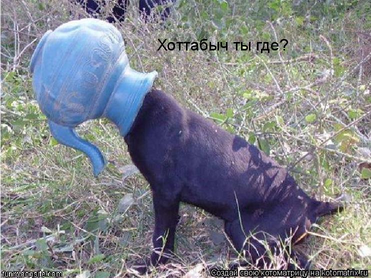 Хоттабыч ты где?... Котоматрица: Хоттабыч ты где?