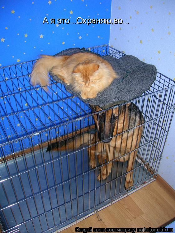 А я это...Охраняю,во...... Котоматрица: А я это...Охраняю,во...