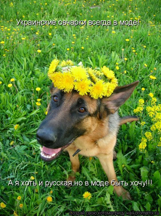 Украинские овчарки всегда в моде! А я хоть и русская,но в моде быть хочу!!!... Котоматрица: Украинские овчарки всегда в моде! А я хоть и русская,но в моде быть хочу!!!