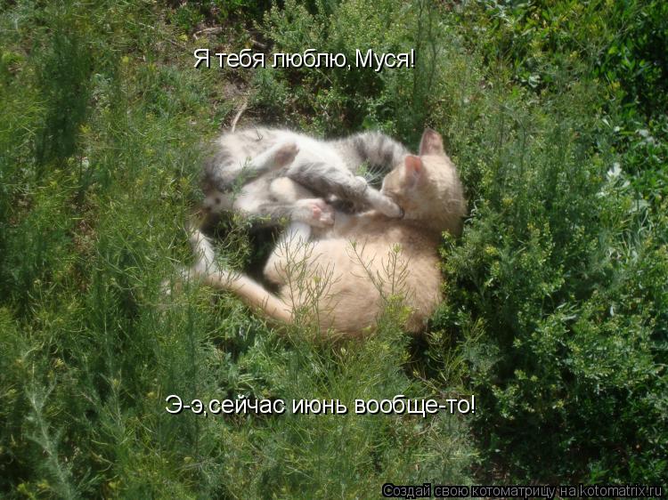 Я тебя люблю,Муся! Э-э,сейчас июнь вообще-то!... Котоматрица: Я тебя люблю,Муся! Э-э,сейчас июнь вообще-то!