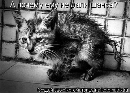 А почему ему не дали шанса?... Котоматрица: А почему ему не дали шанса?