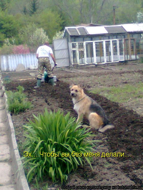 Эх....Чтобы вы без меня делали....... Котоматрица: Эх....Чтобы вы без меня делали....