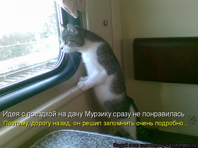 Котоматрица: Идея с поездкой на дачу Мурзику сразу не понравилась Поэтому, дорогу назад, он решил запомнить очень подробно...