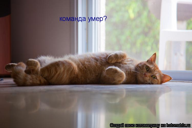 команда умер?... Котоматрица: команда умер?