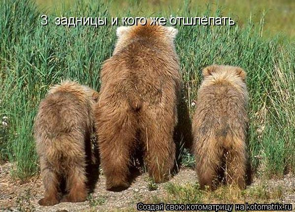3 задницы и кого же отшлёпать... Котоматрица: 3 задницы и кого же отшлёпать
