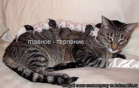 главное - терпение... Котоматрица: главное - терпение