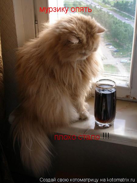 мурзику опять плохо стало !!!... Котоматрица: мурзику опять плохо стало !!!