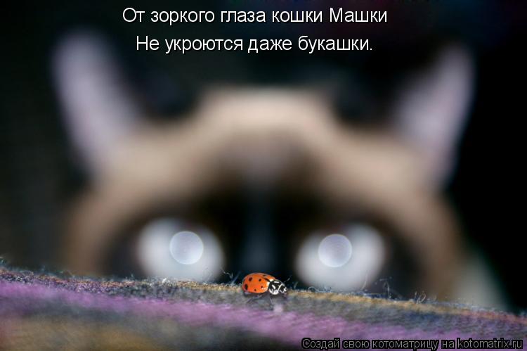 От зоркого глаза кошки Машки Не укроются даже букашки.... Котоматрица: От зоркого глаза кошки Машки Не укроются даже букашки.
