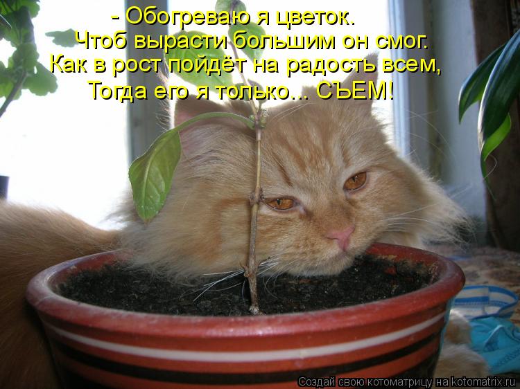 Котоматрица: - Обогреваю я цветок. Чтоб вырасти большим он смог. Как в рост пойдёт на радость всем, Тогда его я только... СЪЕМ!