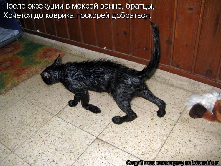 После экзекуции в мокрой ванне, братцы, Хочется до коврика поскорей добраться.... Котоматрица: После экзекуции в мокрой ванне, братцы, Хочется до коврика поскорей добраться.