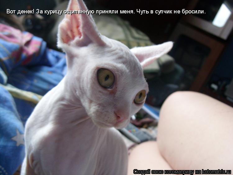 Вот денек! За курицу ощипанную приняли меня. Чуть в супчик не бросили.... Котоматрица: Вот денек! За курицу ощипанную приняли меня. Чуть в супчик не бросили.