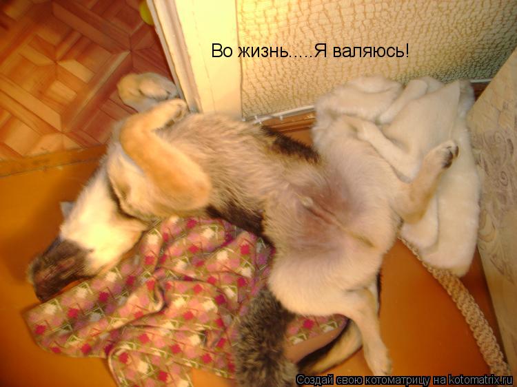 Во жизнь.....Я валяюсь!... Котоматрица: Во жизнь.....Я валяюсь!