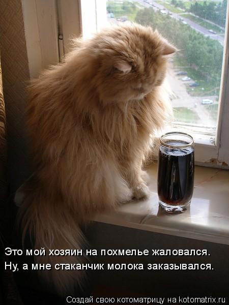 Это мой хозяин на похмелье жаловался. Ну, а мне стаканчик молока заказывался.... Котоматрица: Это мой хозяин на похмелье жаловался. Ну, а мне стаканчик молока заказывался.