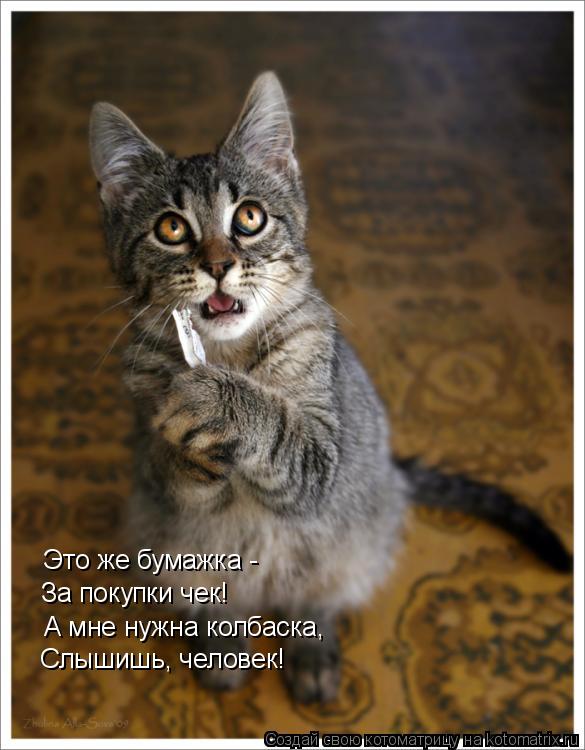 Это же бумажка - За покупки чек! А мне нужна колбаска, Слышишь, человек!... Котоматрица: Это же бумажка - За покупки чек! А мне нужна колбаска, Слышишь, человек!