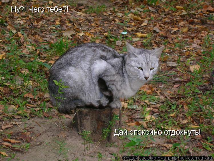 Ну?! Чего тебе?! Дай спокойно отдохнуть!... Котоматрица: Ну?! Чего тебе?! Дай спокойно отдохнуть!