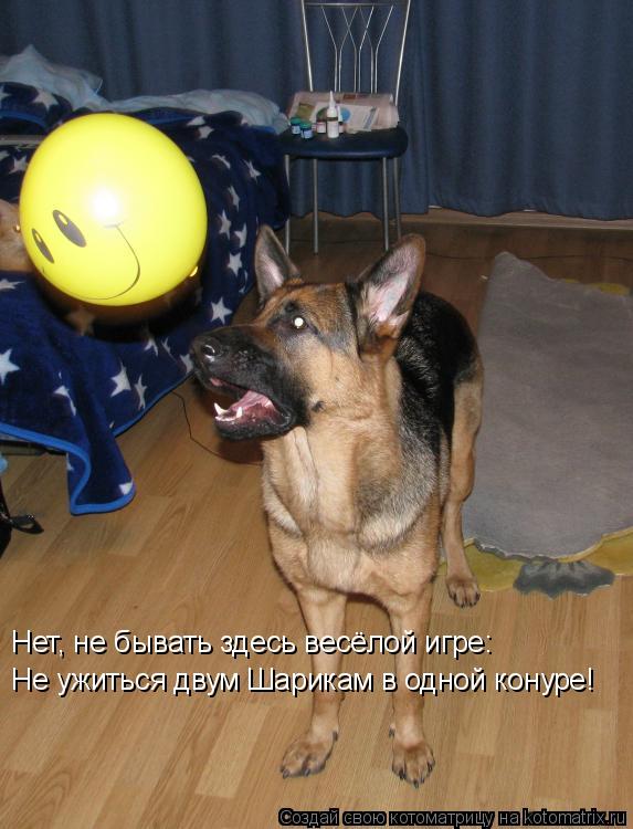 Не ужиться двум Шарикам в одной конуре! Нет, не бывать здесь весёлой игре:... Котоматрица: Не ужиться двум Шарикам в одной конуре! Нет, не бывать здесь весёлой игре: