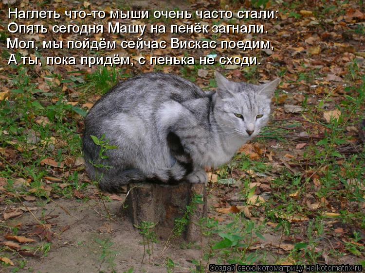 Наглеть что-то мыши очень часто стали: Опять сегодня Машу на пенёк загнали. Мол, мы пойдём сейчас Вис... Котоматрица: Наглеть что-то мыши очень часто стали: Опять сегодня Машу на пенёк загнали. Мол, мы пойдём сейчас Вискас поедим, А ты, пока придём, с пенька не