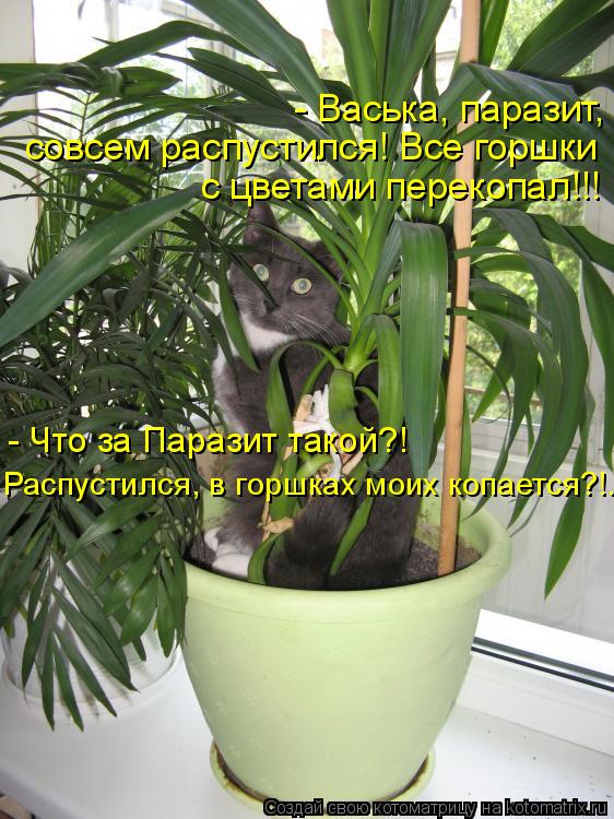 - Васька, паразит, совсем распустился! Все горшки с цветами перекопал!!! - Что за Паразит такой?! Р... Котоматрица: - Васька, паразит, совсем распустился! Все горшки с цветами перекопал!!! - Что за Паразит такой?! Распустился, в горшках моих копается?!...