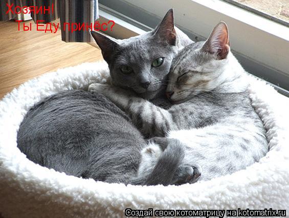 Хозяин! Ты Еду принёс?... Котоматрица: Хозяин! Ты Еду принёс?