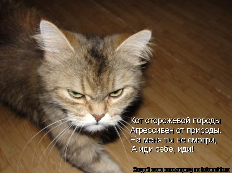 Кот сторожевой породы Агрессивен от природы. На меня ты не смотри, А иди себе, иди!... Котоматрица: Кот сторожевой породы Агрессивен от природы. На меня ты не смотри, А иди себе, иди!