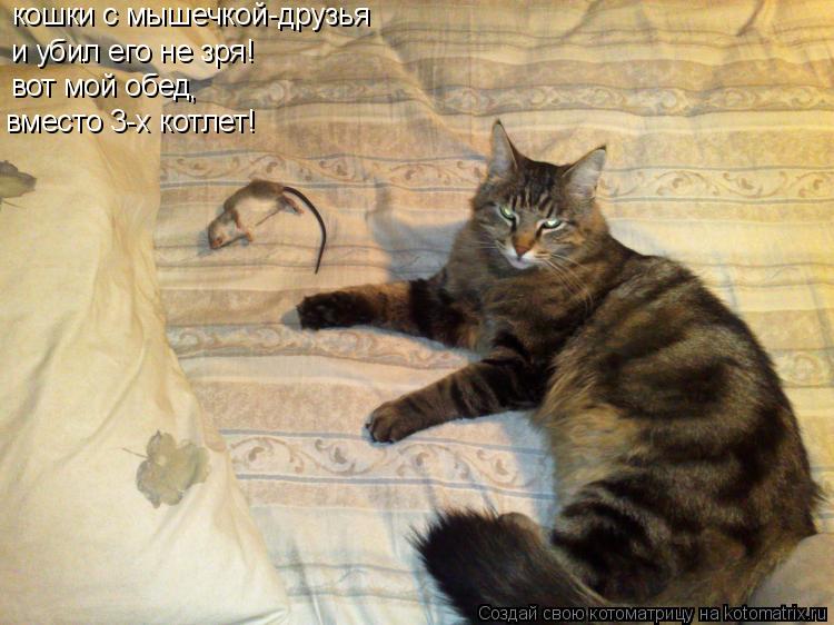 кошки с мышечкой-друзья и убил его не зря! вот мой обед вместо 3-х котлет! ,... Котоматрица: кошки с мышечкой-друзья и убил его не зря! вот мой обед вместо 3-х котлет! ,