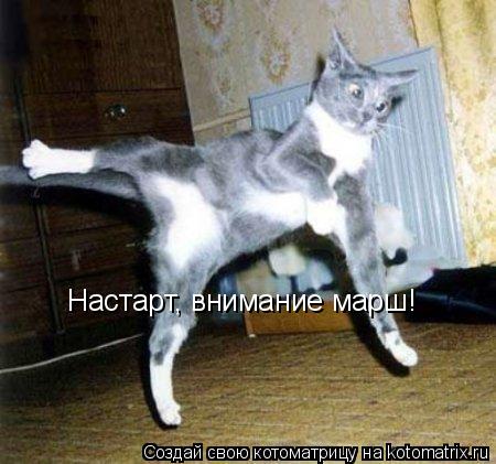 Настарт, внимание марш!... Котоматрица: Настарт, внимание марш!