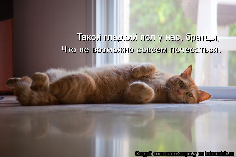 Такой гладкий пол у нас, братцы, Что не возможно совсем почесаться.... Котоматрица: Такой гладкий пол у нас, братцы, Что не возможно совсем почесаться.