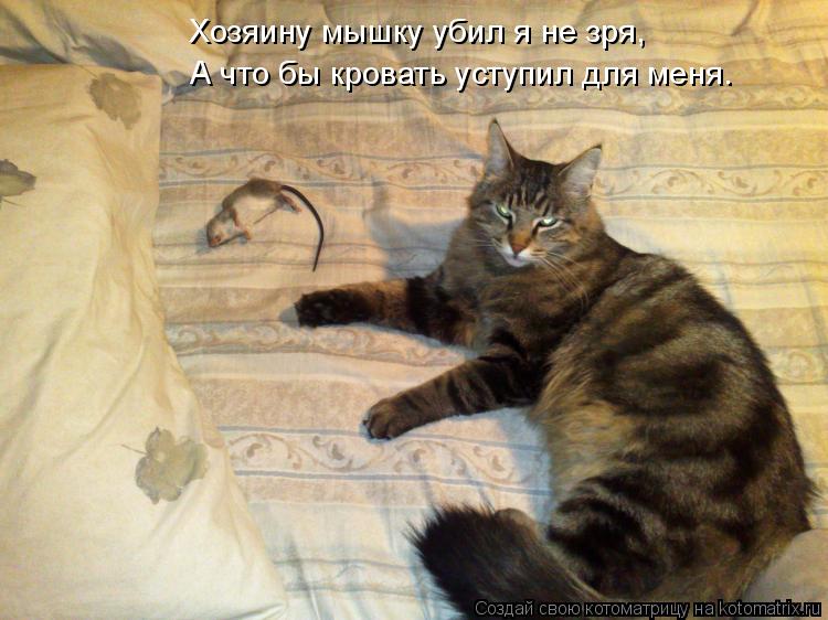 Хозяину мышку убил я не зря, А что бы кровать уступил для меня.... Котоматрица: Хозяину мышку убил я не зря, А что бы кровать уступил для меня.