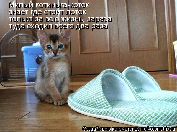 Милый котинька-коток знает где стоит лоток только за всю жизнь, зараза туда сходил всего два раза... Котоматрица: Милый котинька-коток знает где стоит лоток только за всю жизнь, зараза туда сходил всего два раза