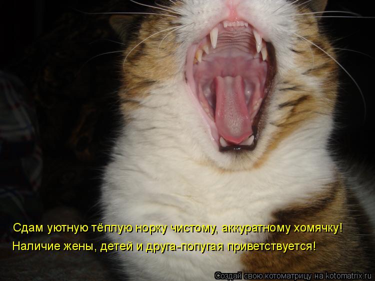 Сдам уютную тёплую норку чистому, аккуратному хомячку! Наличие жены, детей и друга-попугая приветств... Котоматрица: Сдам уютную тёплую норку чистому, аккуратному хомячку! Наличие жены, детей и друга-попугая приветствуется!