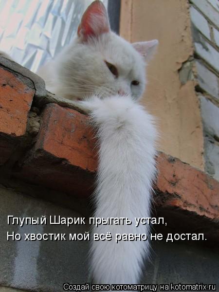 Но хвостик мой всё равно не достал. Глупый Шарик прыгать устал,... Котоматрица: Но хвостик мой всё равно не достал. Глупый Шарик прыгать устал,