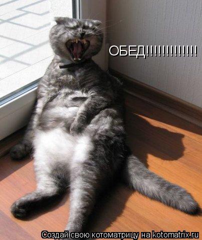 ОБЕД!!!!!!!!!!!!!... Котоматрица: ОБЕД!!!!!!!!!!!!!