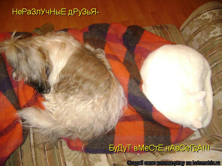 НеРаЗлУчНыЕ дРуЗьЯ- БуДуТ вМеСтЕ нАвСеГдА!!!... Котоматрица: НеРаЗлУчНыЕ дРуЗьЯ- БуДуТ вМеСтЕ нАвСеГдА!!!