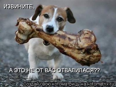 ИЗВИНИТЕ, А ЭТО НЕ ОТ ВАС ОТВАЛИЛАСЯ??... Котоматрица: ИЗВИНИТЕ, А ЭТО НЕ ОТ ВАС ОТВАЛИЛАСЯ??