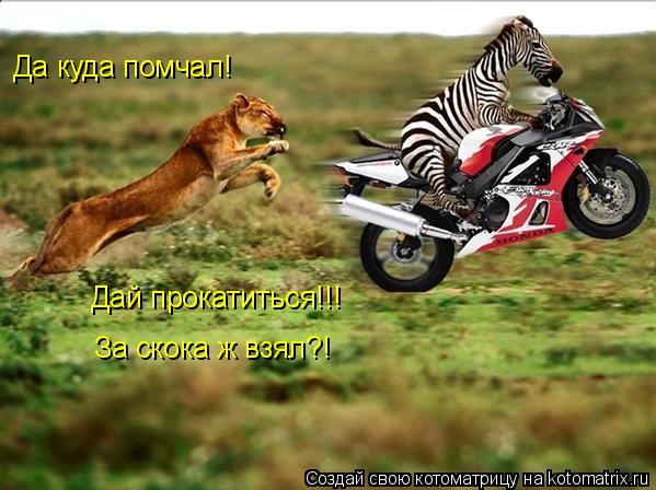 Да куда помчал! Дай прокатиться!!! За скока ж взял?!... Котоматрица: Да куда помчал! Дай прокатиться!!! За скока ж взял?!