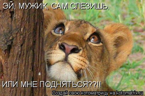 ЭЙ, МУЖИК, САМ СЛЕЗИШЬ, ИЛИ МНЕ ПОДНЯТЬСЯ??!!... Котоматрица: ЭЙ, МУЖИК, САМ СЛЕЗИШЬ, ИЛИ МНЕ ПОДНЯТЬСЯ??!!