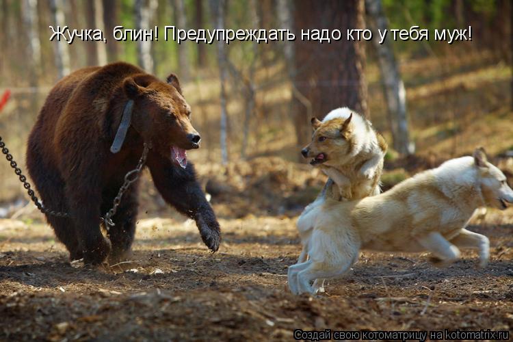 Жучка, блин! Предупреждать надо кто у тебя муж!... Котоматрица: Жучка, блин! Предупреждать надо кто у тебя муж!