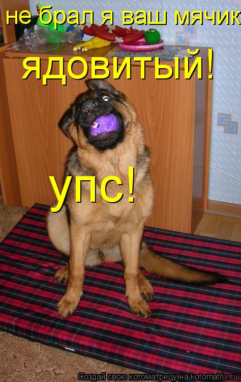 не брал я ваш мячик ядовитый! упс!... Котоматрица: не брал я ваш мячик ядовитый! упс!